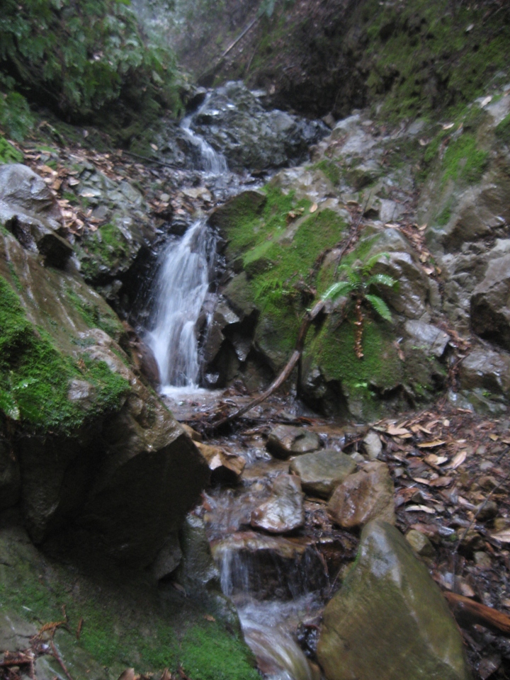 Salamander Habitat